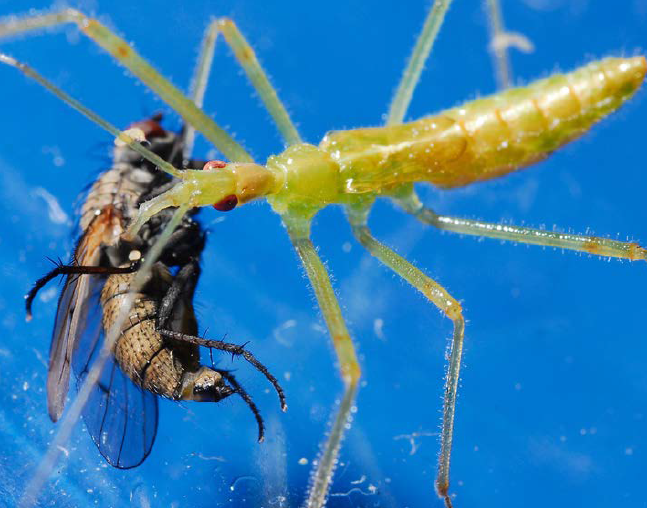 An assassin bug adult attacking a fly.